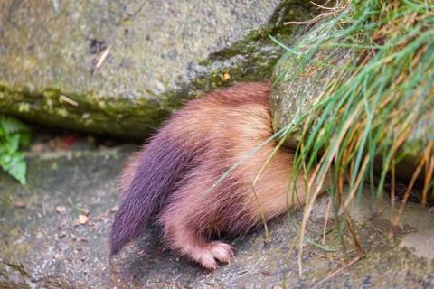 A male ferret (Mustela putorius furo) enters a crevice, only his back can be seen