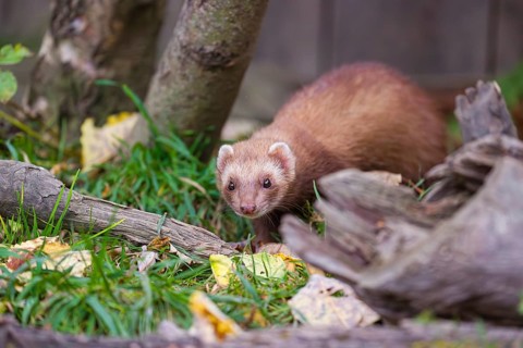 A male ferret (Mustela putorius furo) stands between dead trunks of trees, searching for food