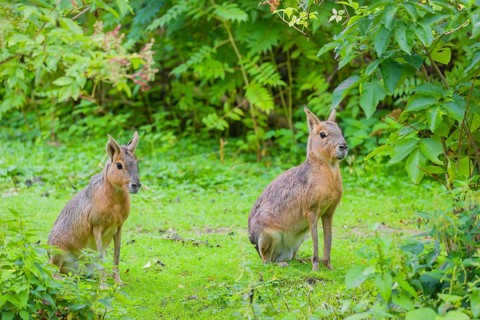 Two Patagonian maras (Dolichotis patagonum) sit on a meadow, surrounded by dense vegetation