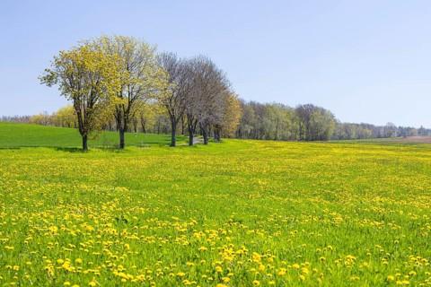 Field path through flowering meadows in spring, near Liebstadt, Saxony, Germany, Europe