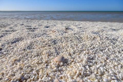 Millions of cockles (Fragum erugatum) at Shell Beach, Hamelin Pool, Shire of Shark Bay, Western