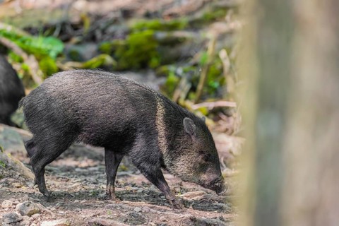 A collared peccary (Dicotyles tajacu) stands in a forest in front of a small cataract