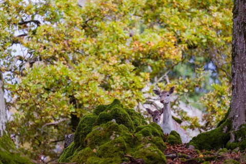Two female fallow deer (Dama dama) roam through a forest in search of food