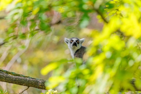 A ring-tailed lemur (Lemur catta) sits high up in a tree on a branch between fresh green leaves