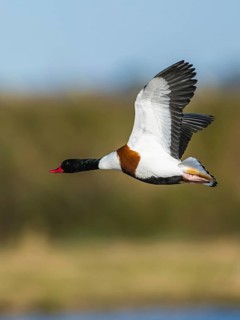 Common Shelduck, Tadorna tadorna, bird in flight over winter marshes