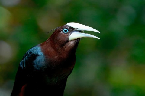 Male Chestnut-headed Oropendola (Psarocolius wagleri), Portrait, Costa Rica, Central America