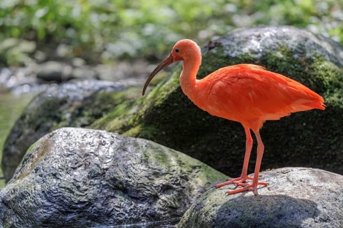 A scarlet ibis (Eudocimus ruber) stands on a stone lying in the shallow water of a riverbank
