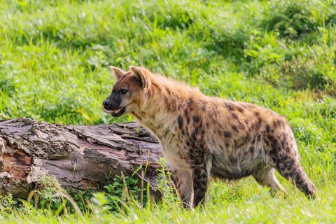 An adult Spotted Hyena (Crocuta crocuta) or Laughing Hyena runs next to a rotten log across a
