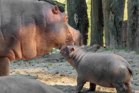 A baby hippopotamus (Hippopotamus amphibius) and its mother standing on a sandy riverbank in an