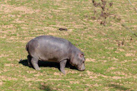 A hippopotamus or hippo (Hippopotamus amphibius), stands grazing on a dry meadow
