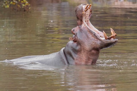 An adult hippopotamus (Hippopotamus amphibius) standing in shallow water with its mouth wide open