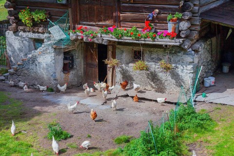 Chicken in the yard. Historical centre, Chiavenna, Valtellina, Lombardy, Italy, Europe