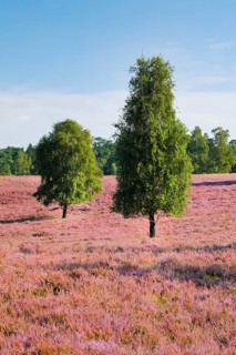 Free-standing birch trees in the blooming Lüneburg Heath, Lower Saxony, Germany, Europe