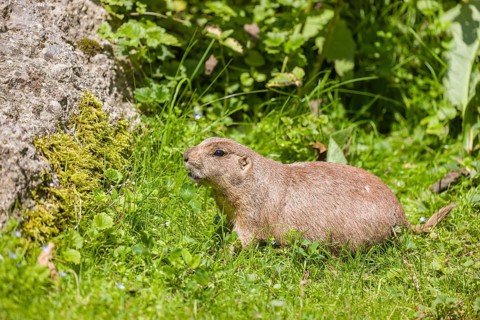 A black-tailed prairie dog sits on fresh green vegetation, searching for food on a bright sunny day