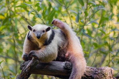 One southern tamandua (Tamandua tetradactyla), climbs up a tree in a forest