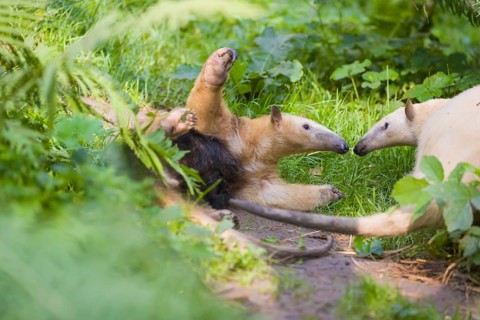 One southern tamandua (Tamandua tetradactyla), standing tall, in defensive position