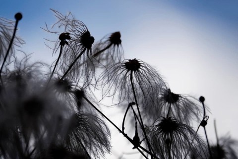 Korean clematis (Clematis serratifolia), Germany, Europe