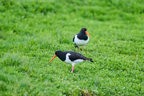 Eurasian oystercatcher (Haematopus ostralegus) on a meadow, wildlife, Helgoland, Germany, Europe