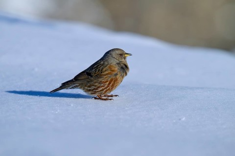 Alpine accentor (Prunella collaris), standing on a snowy surface on a cold day, Gemmi Pass,