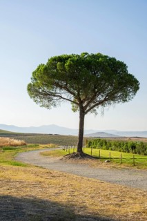 Single tree (Scots Pine) growing beside a little Road, Tuscany, near Cappella della Madonna di