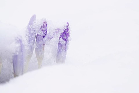 Crocuses with snow, February, Germany, Europe