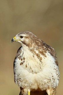 Buzzard (buteo buteo), light-coloured variant, light morph, side view, animal portrait, wildlife,