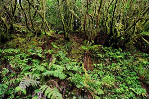 Laurel forest, cloud forest, Anaga Mountains, Tenerife, Canary Islands, Spain, Europe
