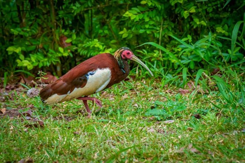 Crested ibis in the rainforests of Andasibe National Park in eastern Madagascar