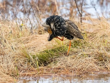 Ruff (Calidris pugnax) male in breeding plumage at lek, scratching its head with its foot,
