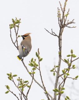 Bohemian waxwing (Bombycilla garrulus) feeding on Willow catkins, (Salix sp.), May, Finnish Lapland