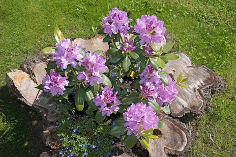 Flowers, Rhododendron, Catawbiense Grandiflorum, Blossoms, Federal Republic of Germany