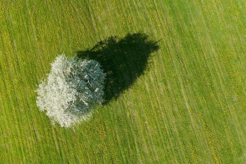 Bird's eye view of blossoming apple tree in meadow, Canton Thurgau, Switzerland, Europe