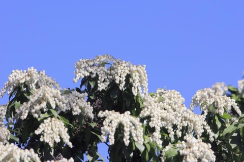 Flowering japanese andromeda (Pieris japonica), North Rhine-Westphalia, Germany, Europe