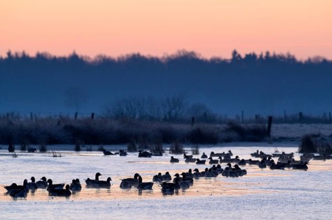 White-fronted Goose (Anser albifrons), at roost, in front of sunrise, dusk, morning, Dingdener