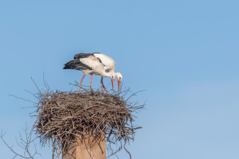 Pair of white stork (ciconia ciconia) building their nest in spring. Bas Rhin, Alsace, France,