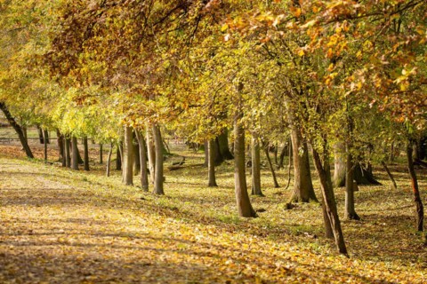 Autumn forest with beautiful leaf colouring