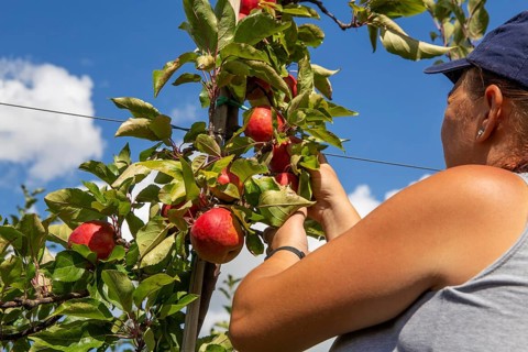 Apple harvest in Meckenheim/Pfalz. Harvest workers from Bleichhof in Meckenheim harvesting Weirouge