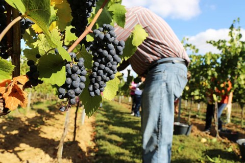 Grape grape harvest: Hand-picking Pinot Noir grapes in a vineyard in the Palatinate