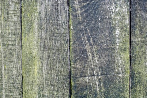Board wall, wooden wall with verdigris, texture, background, Münsterland, North Rhine-Westphalia,