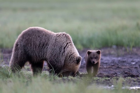 Brown bear (Ursus arctos) in the Finnish taiga, Kuusamo, Finland, Europe