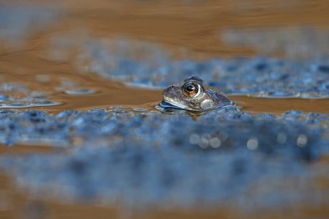 Grass frog (Rana temporaria), single male, in spawning water, in frog spawn, during mating season,
