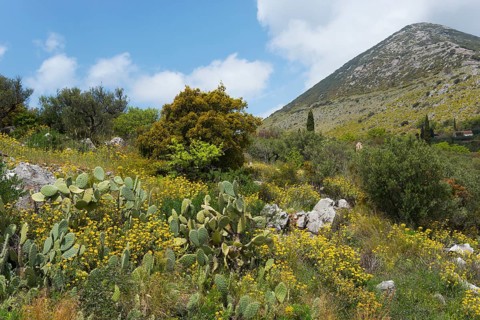 A natural landscape with a mountain in the background, surrounded by meadows and cacti under a blue