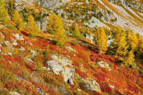 Autumn-coloured vegetation in the Val d'Hérens in the Valais Alps, Canton Valais, Switzerland,