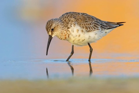 Curlew sandpiper (Calidris ferruginea), snipe family, East Khawr / Khawr Ad Dahariz, Salalah,