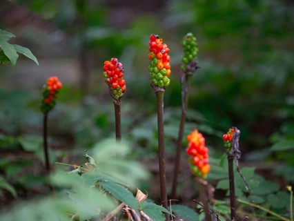 Fruit clusters of the arum (Arum) with ripe and unripe fruits, seen in a nature reserve in Buenos