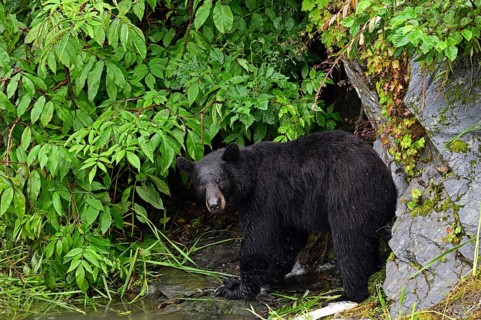 American Black Bear (Ursus americanus) at the edge of the forest, rainforest, Prince William Sound