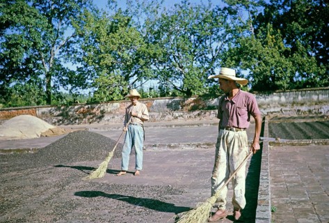 Workers with brooms sweeping coffee in the yard, Fazenda Sant' Anna, Campinas, Brazil, South