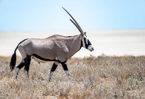 Gemsbok (Oryx gazella) in dry savannah at the Etosha salt pan, Etosha National Park, Namibia,