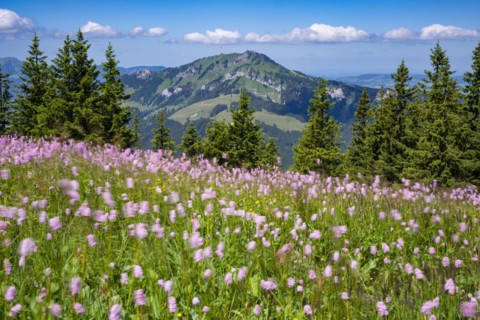 Snake knotweed (Bistorta officinalis), at Wertacher Hörnle, 1695m, behind it the Grünten, 1783m,