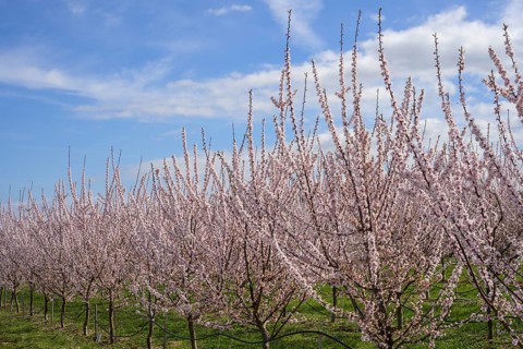 Peach trees in bloom, Paudorf, Lower Austria, Austria, Europe